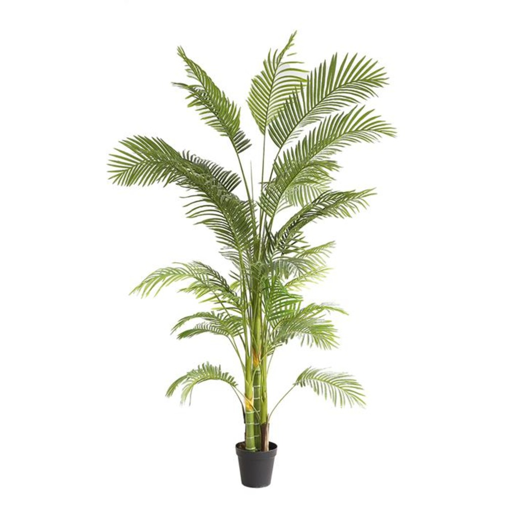 PALM TREE NP5500_240_22 ΥΨΟΣ 240cm